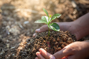 The World Environment Day, Trees that grow on the soil in human hands, Forest conservation concept.