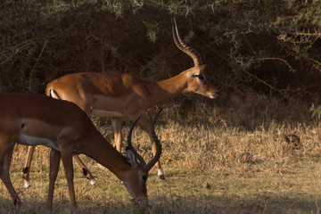 Thomson-Gazelle (Eudorcas thomsonii)