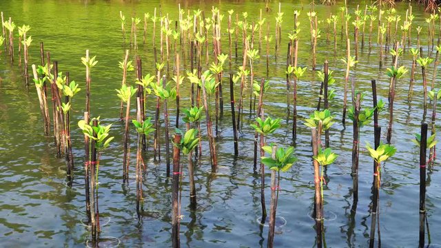 Trees of tropical mangrove forest in coast sea eastern part in Thailand,Mangrove is shrub small tree grows coastal saline or brackish water. Beginning conservation of natural resources to be abundant