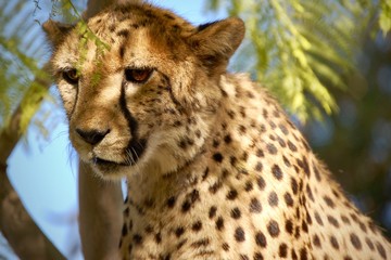 228 Gepard auf Baum, Nahaufnahme © Nicole