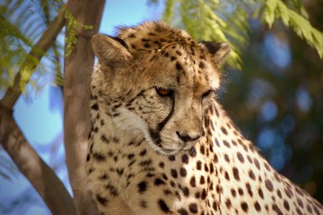 227 Gepard auf Baum, Nahaufnahme © Nicole
