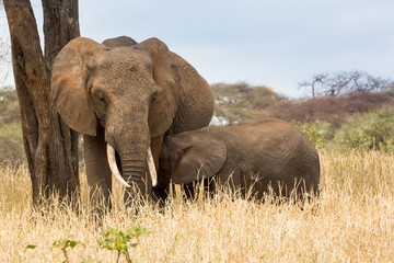 Elefant - Loxodonta africana
