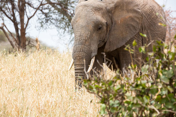 Elefant - Loxodonta africana