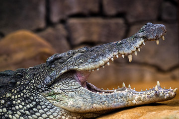 A Nile crocodile (Crocodylus niloticus) with its mouth opened showing teeth