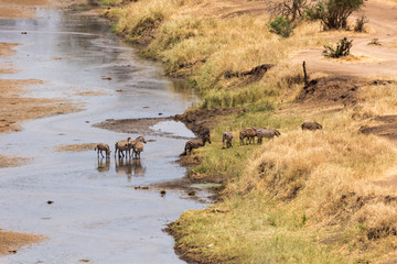 Zebras (Equus quagga)