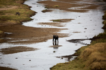 Elefant - Loxodonta africana