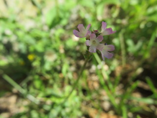 Fiore selvatico