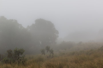 Obraz na płótnie Canvas Ngorongorokrater – Nationalpark - Tansania