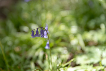 Brightly colored sunlit purple bluebell flowers against a natural green background, using a shallow depth of field..