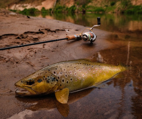 Wild brown trout