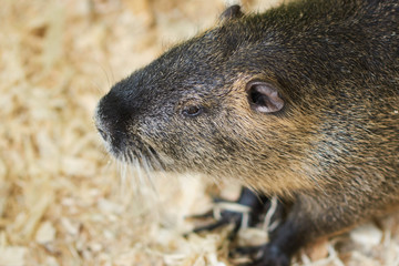 A large nutria sits on a wooden sawdust