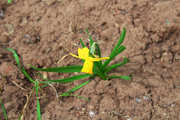 A lone yellow flower grows in a field. Close-up. Background.