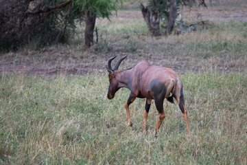 Kuhantilope (Alcelaphus)
