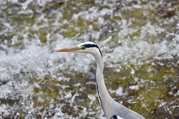 Grey Heron