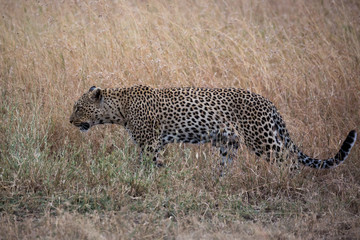 Leopard (Panthera pardus)