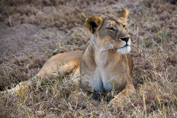 Löwe (Panthera leo)