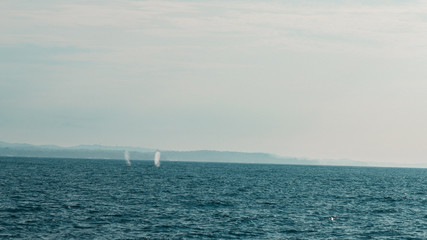 Fototapeta premium Wild blue whale couple breathe through blowhole in the ocean in Mirissa, Sri Lanka