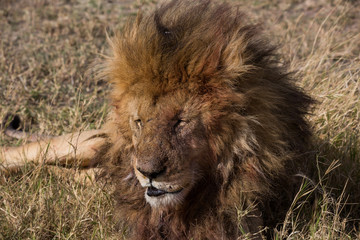 Löwe (Panthera leo)