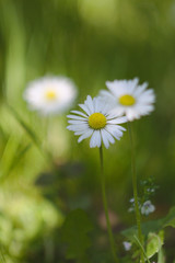 Stokrotki6 © Ewelina