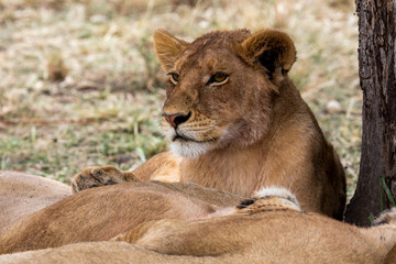 Löwe (Panthera leo)