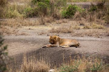 Löwe (Panthera leo)
