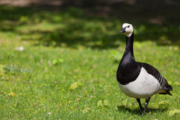 Barnacle goose in the grass outdoors