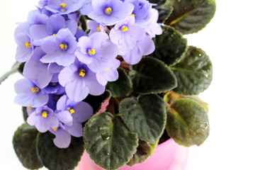 Fototapeta premium Little blue violet flowers. Potted flowers in the pot.