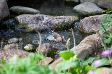 Waxwing washing in the lake