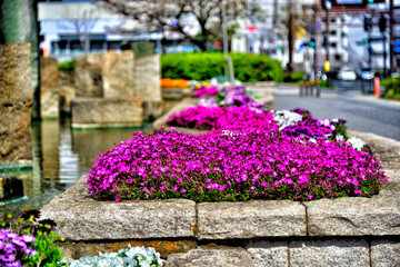 Fototapeta na wymiar 【神奈川】横須賀　市役所前公園に植えられたデイジーの花