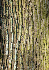 Ecorce d'un arbre aux motifs texturés
