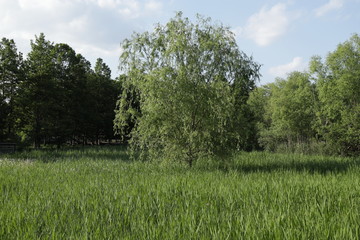 Obraz premium 湿原の樹木