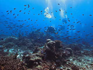 Fototapeta na wymiar Underwaterphoto of the coral reef of Similan Islands in Thailand.