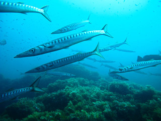 Fototapeta premium Underwater photo of schools of barracudas at Isla Hormigas - Cabo de Palos - Spain