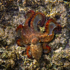 Colorful octopus on the coral reef in the Red Sea Egypt