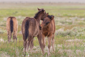 Cute Wild Horse Foal in the Utah desert