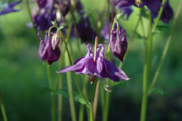 Bluebells flowers on the meadow in sunshine