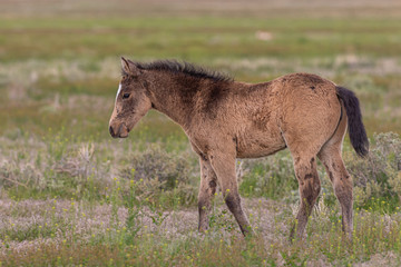Cute Wild Horse Foal in the Utah desert
