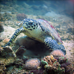 Obraz premium Underwaterphoto of Turtle eating at the coral reef 