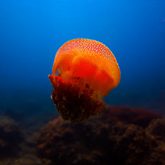 Jellyfish of orange light - Phi Phi Islands - Thailand