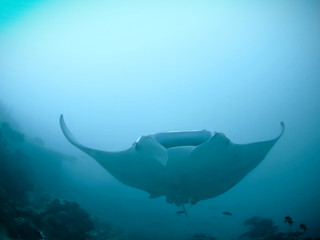 Angel of the ocean - Giant Manta Ray - Maldives