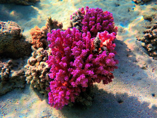 Underwaterphoto of colorful corals