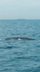 Wild blue whale shows body in the ocean in Mirissa, Sri Lanka