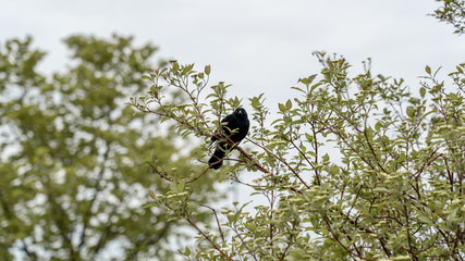 bird on a  branch
