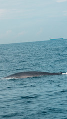 Wild blue whale shows body in the ocean in Mirissa, Sri Lanka