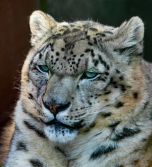 portrait of a snow leopard