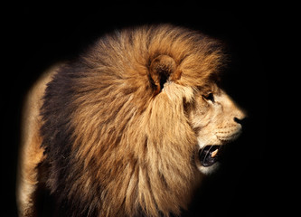 lion in front of black background