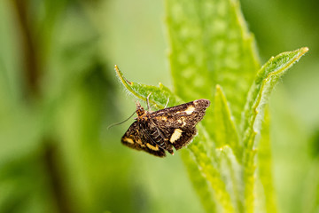 Obraz premium Nature