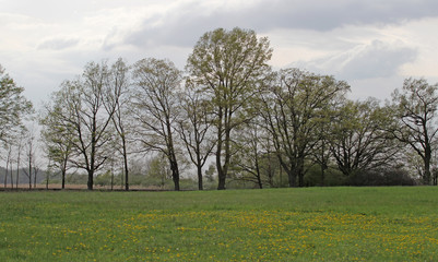 Fototapeta premium a group trees in a field
