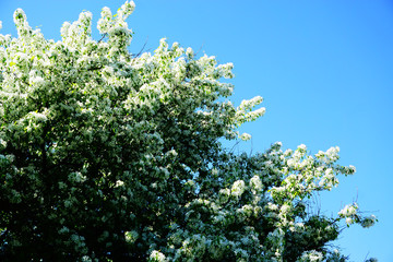 Apple tree in bloom