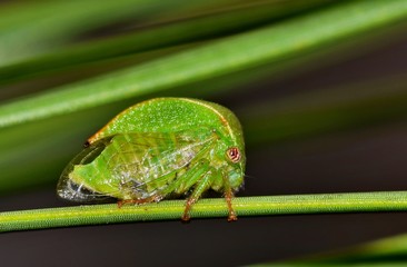 A tiny Three-Cornered Alfalfa Treehopper (Spissistilus festinus) on a pine needle. These plant hoppers are a common find during a Houston, TX Spring.